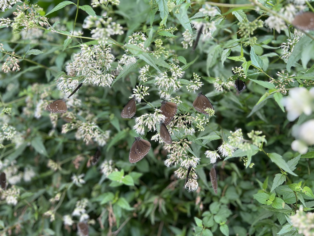 雲林。古坑華山小旅行|咖啡香、茶油香、山林香,一次收進口袋名單 @欣蒂愛玩 旅遊美食地圖 雲林。古坑華山小旅行|咖啡香、茶油香、山林香,一次收進口袋名單 @欣蒂愛玩 旅遊美食地圖