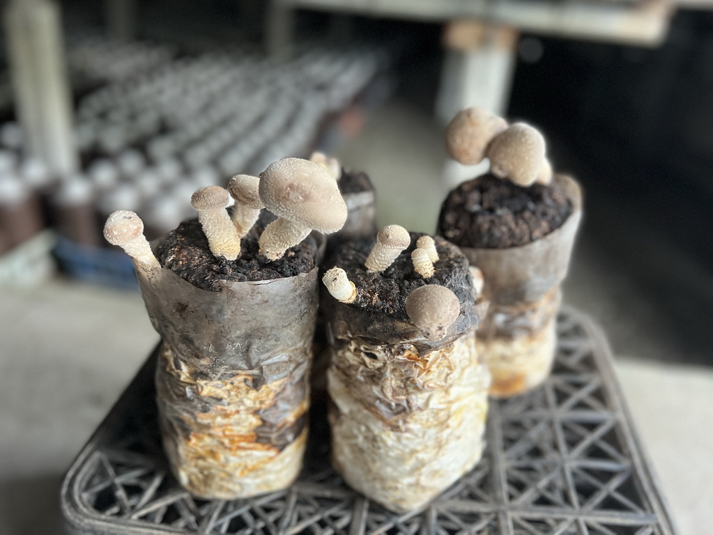 雲林。古坑華山小旅行|咖啡香、茶油香、山林香,一次收進口袋名單 @欣蒂愛玩 旅遊美食地圖 雲林。古坑華山小旅行|咖啡香、茶油香、山林香,一次收進口袋名單 @欣蒂愛玩 旅遊美食地圖