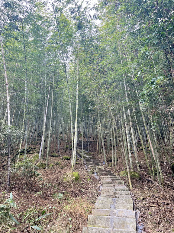 鹿谷一日遊走進茶鄉！從採茶、竹林到茶席，玩出山城慢旅行 @欣蒂愛玩 旅遊美食地圖