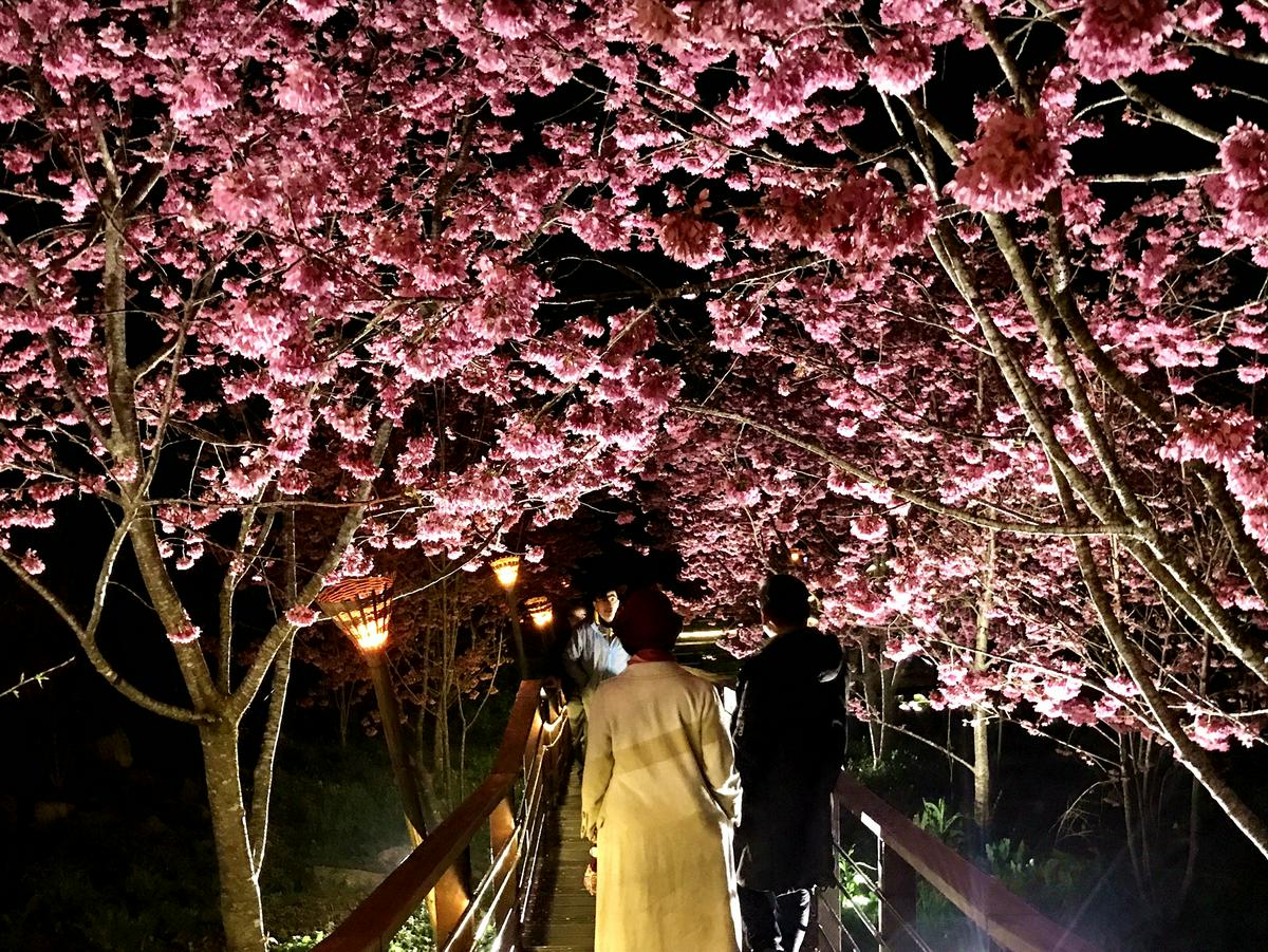 【嘉義】石棹「櫻之道」賞夜櫻　感受春櫻夜的浪漫 @欣蒂愛玩 旅遊美食地圖